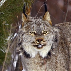 Wild Felids of North America slide presentation | Keeping Track