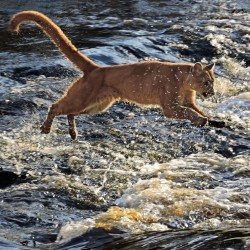 Wild Cats of Eastern Ontario | Keeping Track