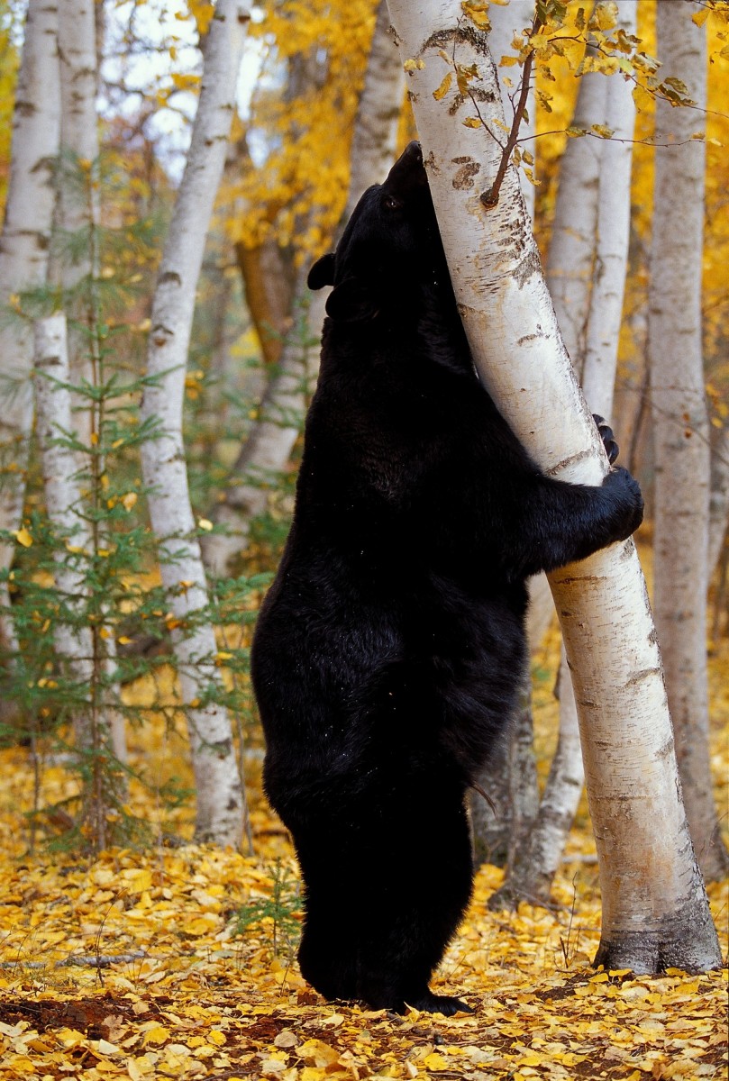 Black bear habitat