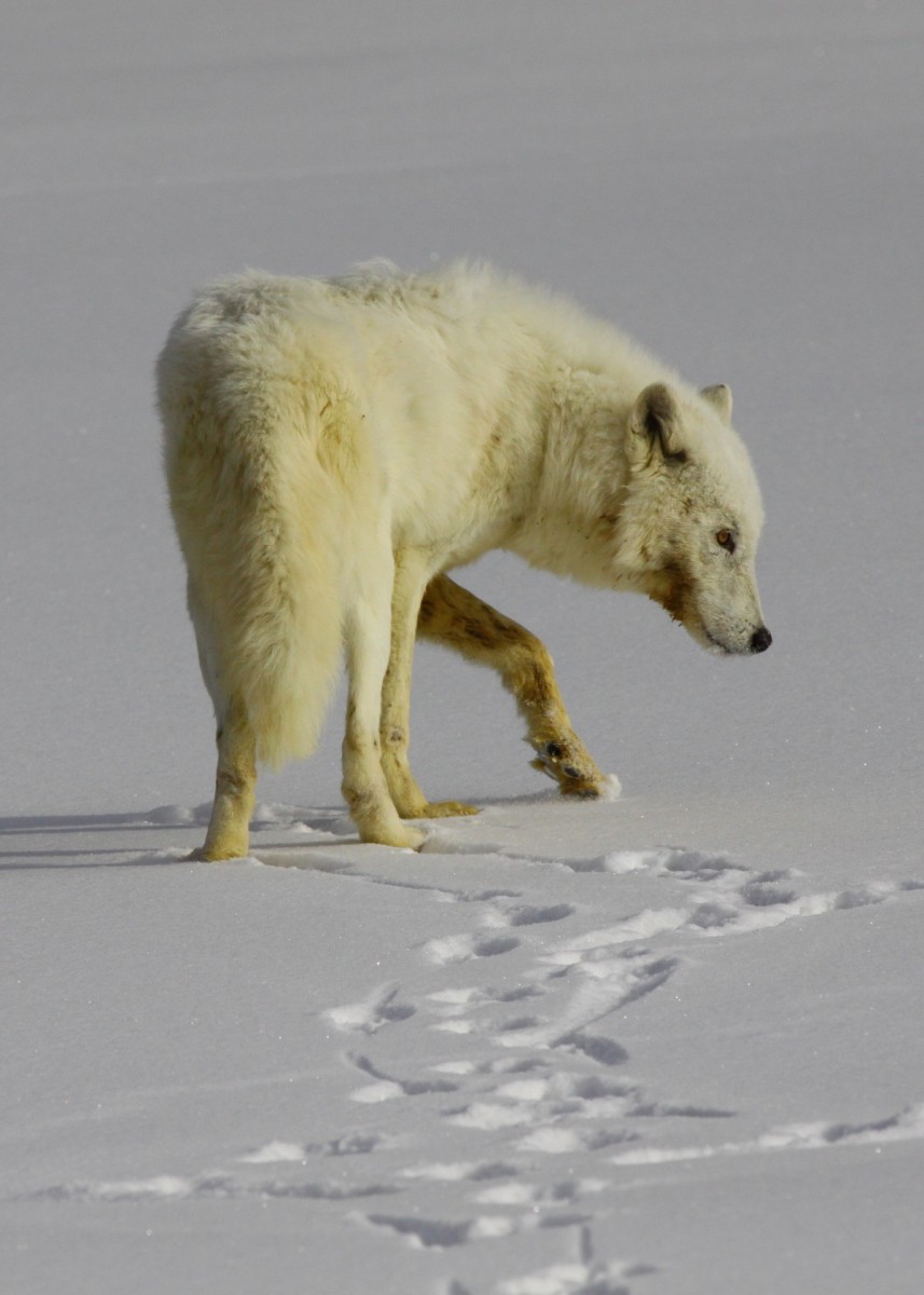 Wolf research assistance